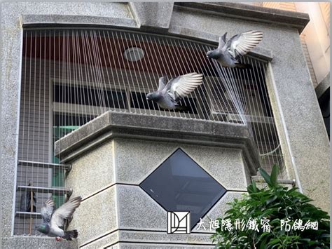 鳥死在家裡|鳥死在陽台風水：你可能不知道的陽台設計風水禁忌【鳥死在陽台。